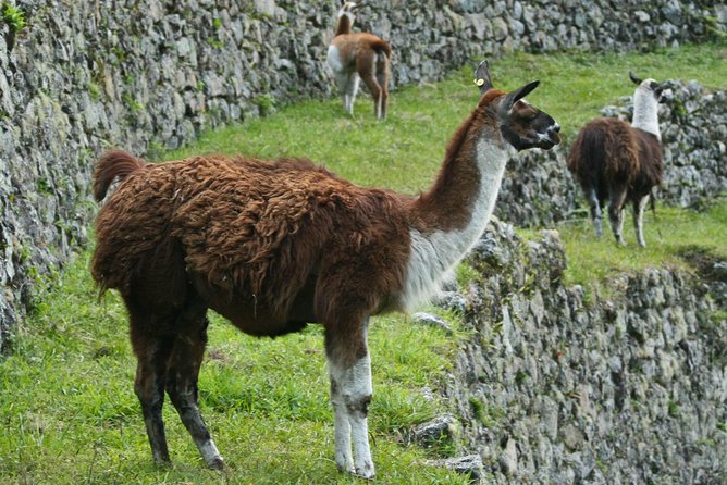 2 Day - Short Inca Trail to Machu Picchu - Group Service - The return journey has several moving parts