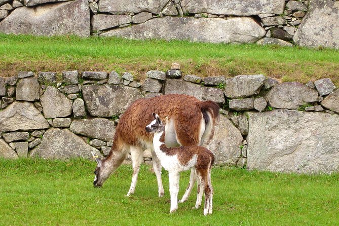 2 Day - Tour to Machu Picchu from Cusco - Group Service - Day two: an early bus to the Inca citadel