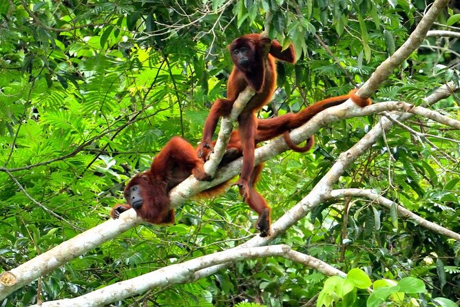 3-Day Eco-Sustainable Private Tour Manu National Park - What the lodging and meals are really like