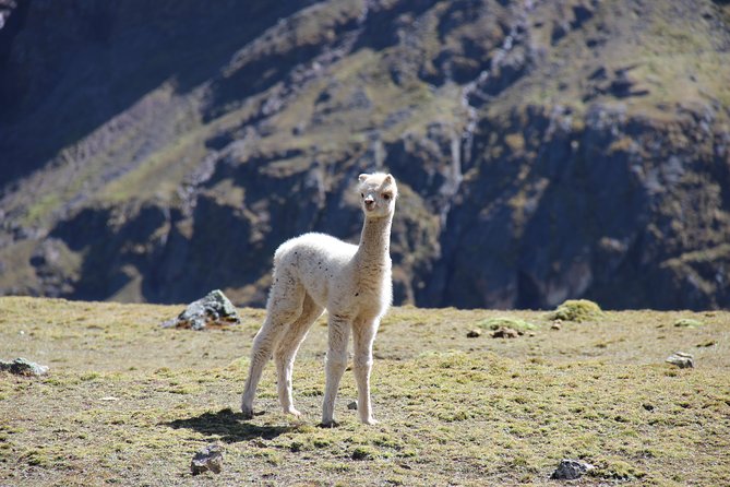 5 Day - Salkantay trek to Machu Picchu - Group Service - Day four: Llactapata and the final walk to Aguas Calientes