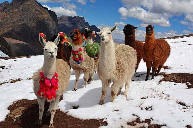 6-Day Tour of Cusco Magico-Machu Picchu-Rainbow Mountain - Who will get the most from this $539 tour?
