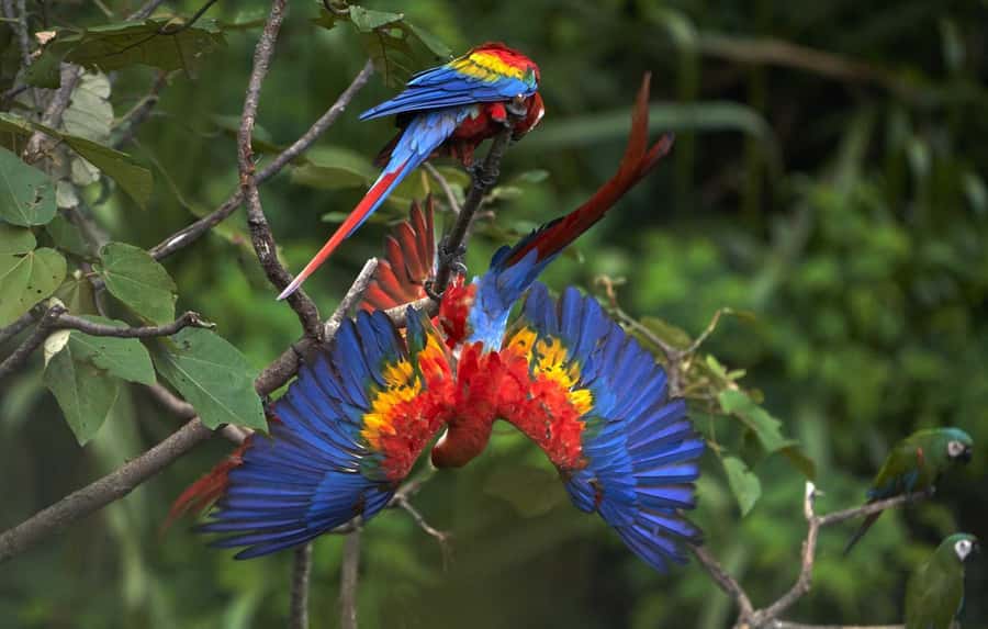 Amazonas Manu Cultural Zone 4 Days / 3 Nights - Key points before you book