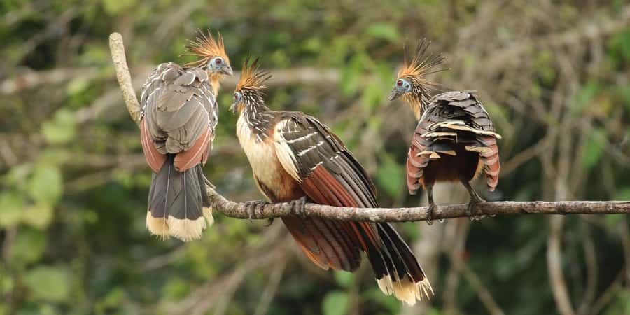 Amazonas Manu Cultural Zone 4 Days / 3 Nights - From Cusco to Ajanaco at 3,500 meters