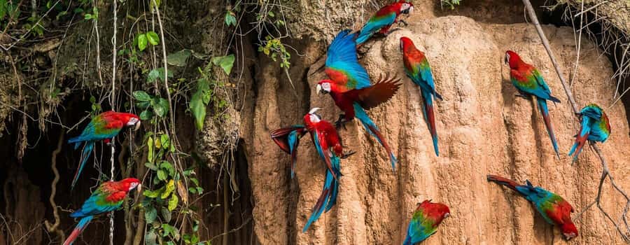 Amazonas Manu Cultural Zone 4 Days / 3 Nights - Dawn at the parrot clay lick