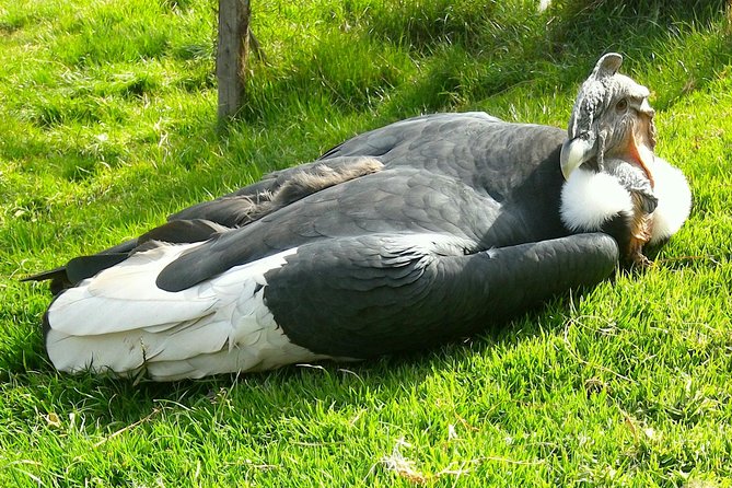 Cochahuasi Animal Sanctuary® Admission Ticket - Why Cochahuasi feels different from a regular animal park