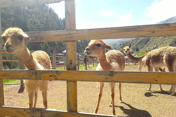 Cochahuasi Animal Sanctuary® Admission Ticket - The animals are the main attraction, but the stories matter more