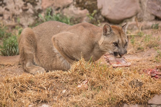 Cochahuasi Animal Sanctuary® Admission Ticket - Is the $10 admission good value?
