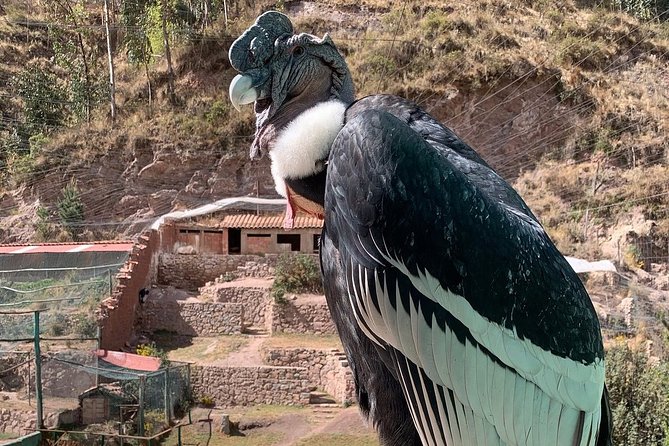 Cochahuasi Animal Sanctuary® Admission Ticket - Small details that improve the visit