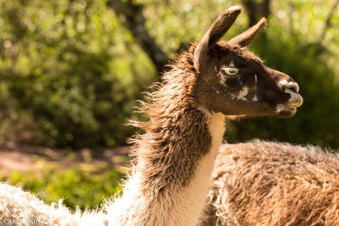 Cochahuasi Animal Sanctuary® Admission Ticket - A 45 minute to 90 minute walk through the sanctuary