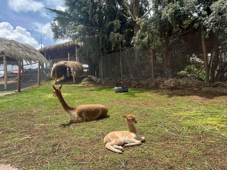 Cusco: Alpaca and Llama Farm Tour w/ Transfer & Weaving Demo - A quick escape from Cusco’s high-altitude streets
