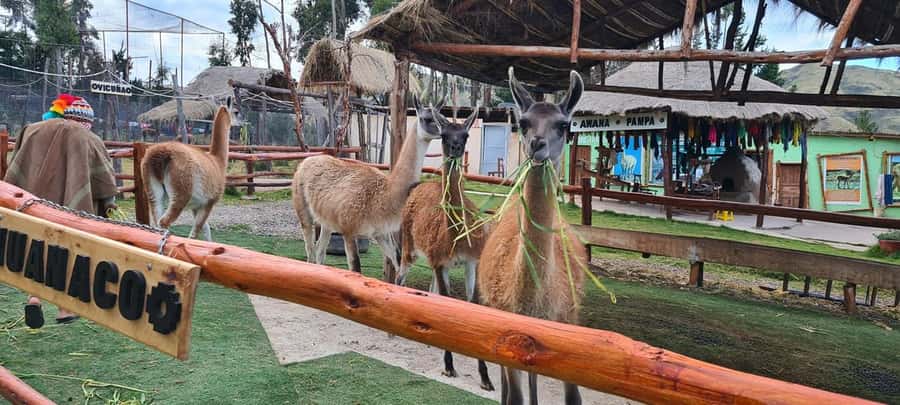Cusco: Alpaca and Llama Farm Tour w/ Transfer & Weaving Demo - The conservation side and extra animals