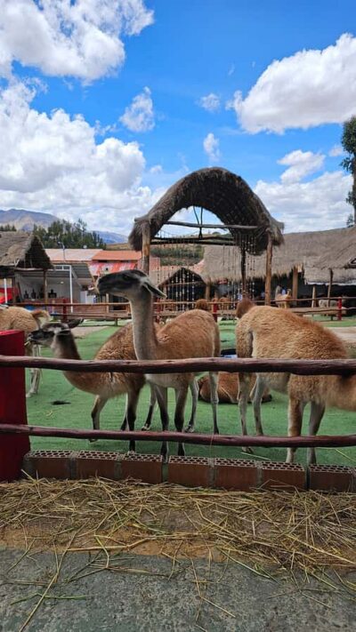 Alpaca and Llama Farm Tour w/ Transfer & Weaving Demo