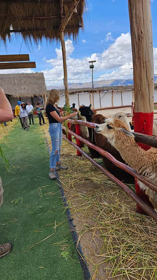 Cusco: Alpaca and Llama Farm Tour w/ Transfer & Weaving Demo - Watching Andean weaving in practice