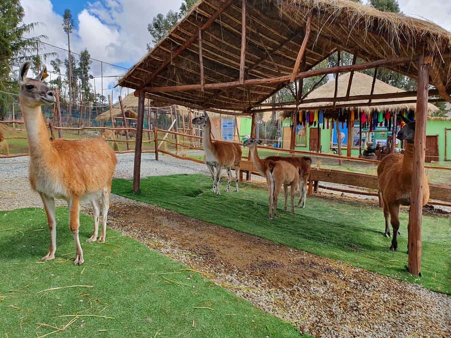 Cusco: Alpaca and Llama Farm Tour w/ Transfer & Weaving Demo - Timing, transport, and comfort
