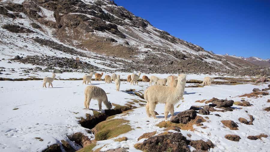 Cusco: Ausangate Tour 7 Lagoons full day - A guide who balances freedom and structure