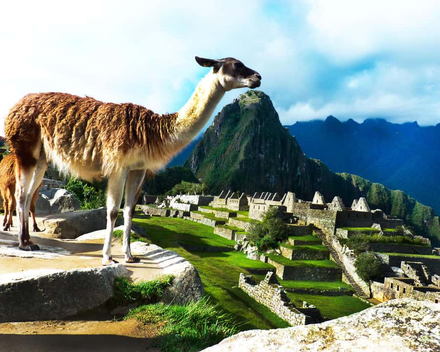 CUSCO: Full Day All Included Private Machu Picchu Experience - Inside Machu Picchu for 2½ hours