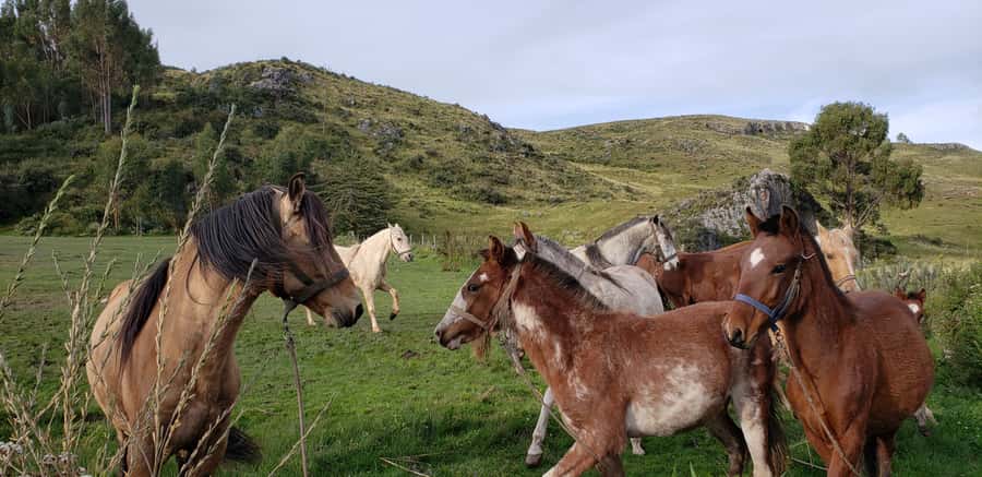 Cusco: Half-Day Horseback Riding at Devil's Balcony - Key points to know before booking