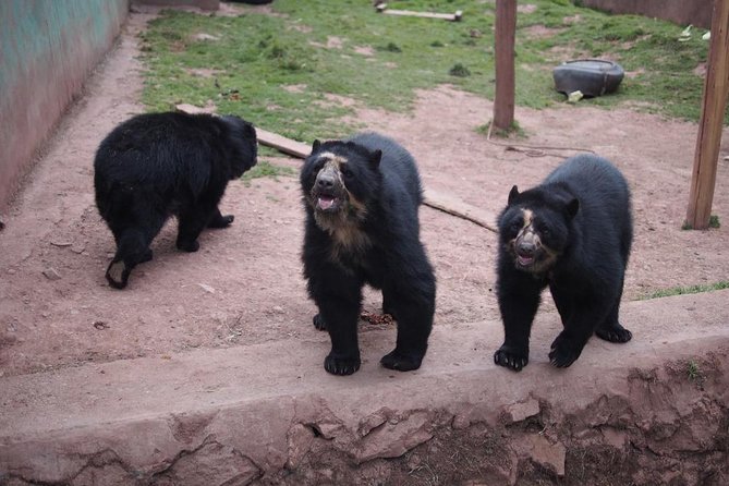 Cusco Santuario de Animales Rescatados en Cusco - The animal stories matter more than the photo stop