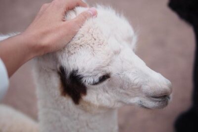Cusco Santuario de Animales Rescatados en Cusco