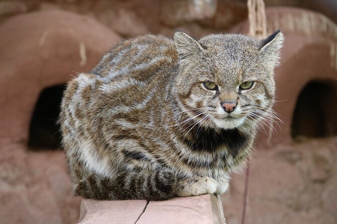 Cusco Santuario de Animales Rescatados en Cusco - Why the private format is useful