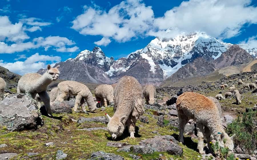Excursion: Explore in one day the 7 lakes of Ausangate from Cusco - What the $35 price really covers