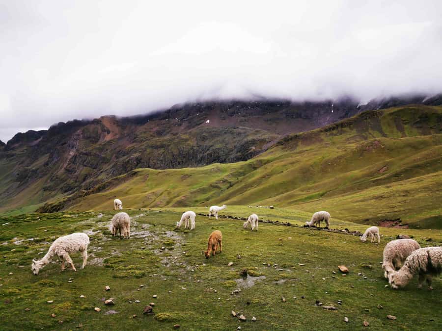 Excursion to Rainbow Mountain in ATV. - A 4:30 a.m. start from central Cusco