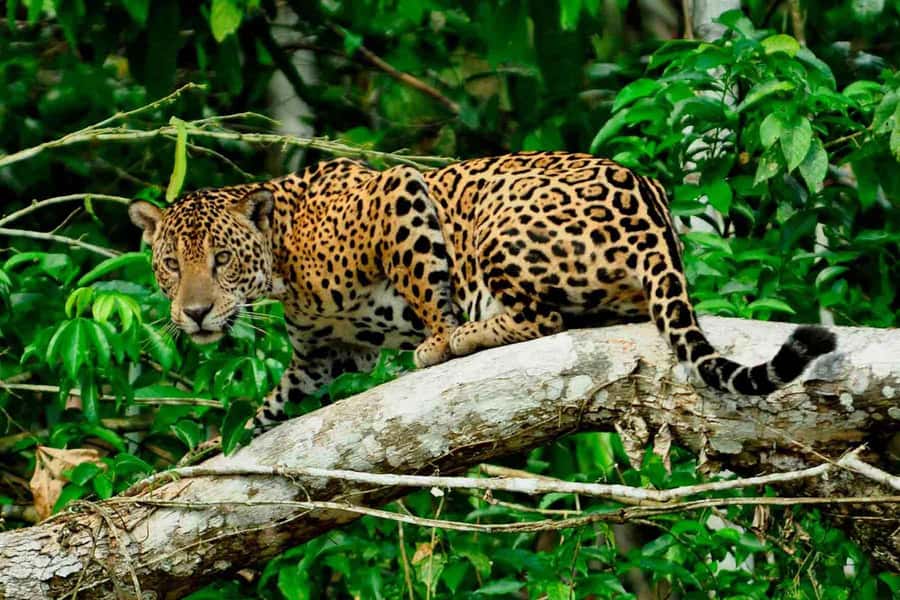 From Cusco: 4-Day Manu National Park Guided Tour - Pillcopata wildlife and the road to Puerto Atalaya