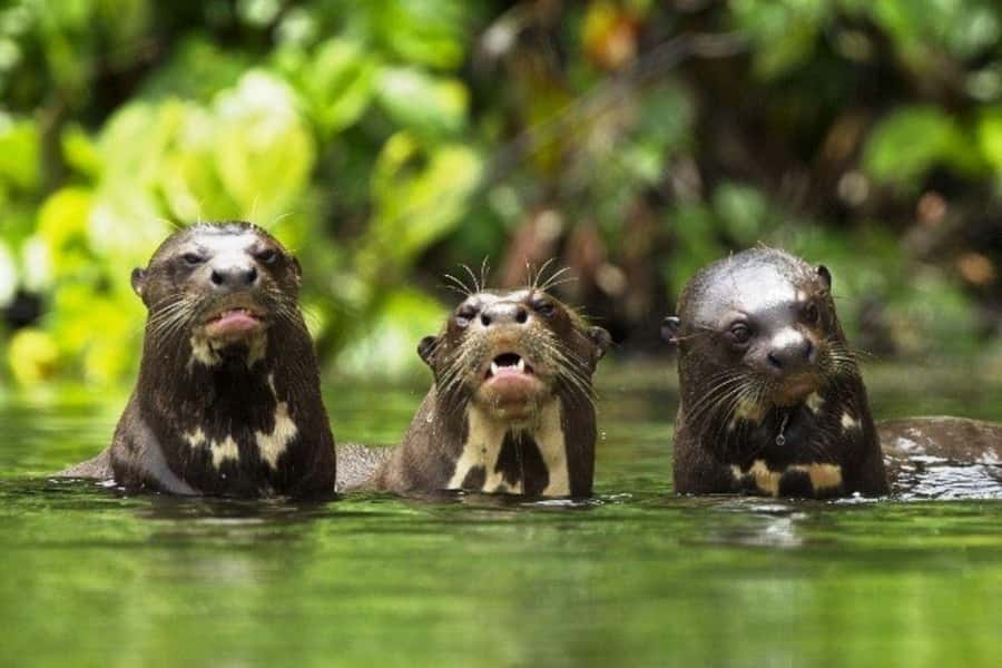 From Cusco: 4-Day Manu National Park Guided Tour - What the $427 price really covers