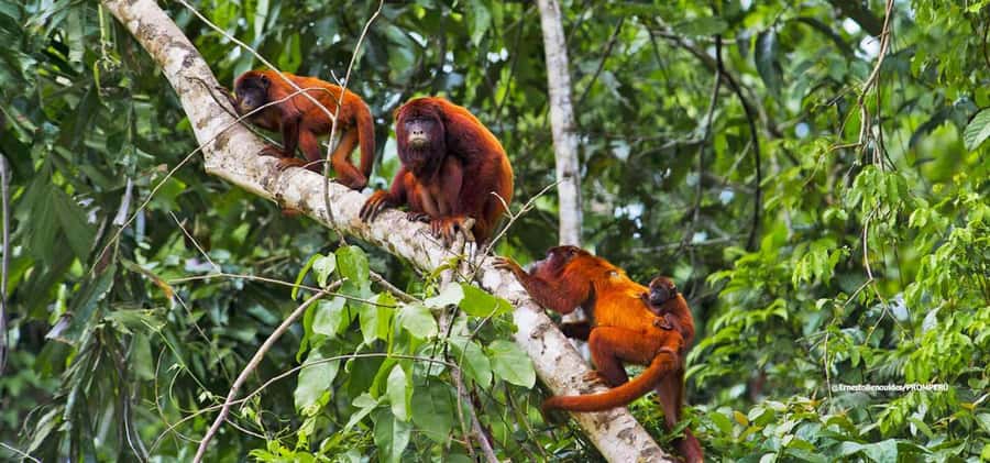 From Cusco: 4-Day Manu National Park Guided Tour - Who should book this four-day Manu trip?