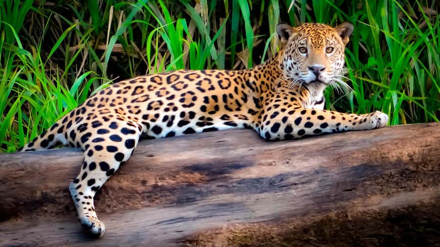 From Cusco: 4 Day Puerto Maldonado Sandoval Lake Excursion - Four days from Cusco to the Madre de Dios