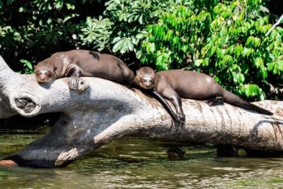 4 Day Puerto Maldonado Sandoval Lake Excursion