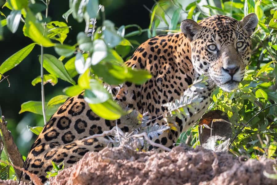 From Cusco: 4 Day Puerto Maldonado Sandoval Lake Excursion - Food, equipment, and daily comfort