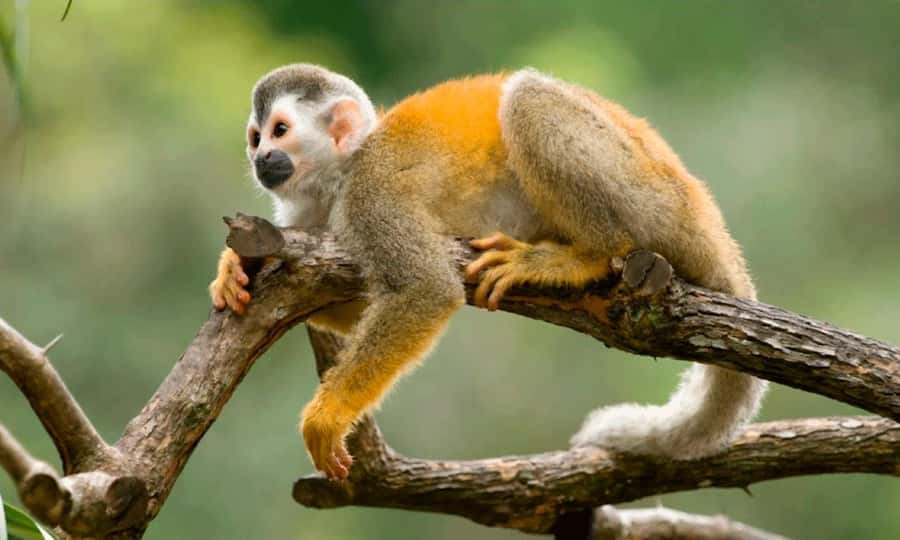 From Cusco: 4 Day Puerto Maldonado Sandoval Lake Excursion - FAQ