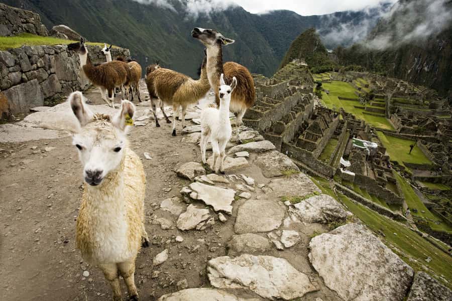 From Cusco: Machu Picchu Private Day Trip on Panoramic Train - Your free time and lunch decision