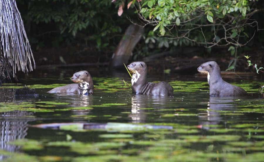 From Cusco: Manu National Park 3 Day Tour - Comfort, fitness, and what to pack