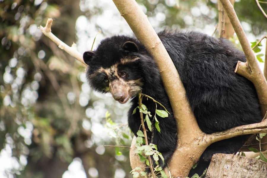 From Cusco: Manu National Park Tour & Accommodation 3 Days - FAQ