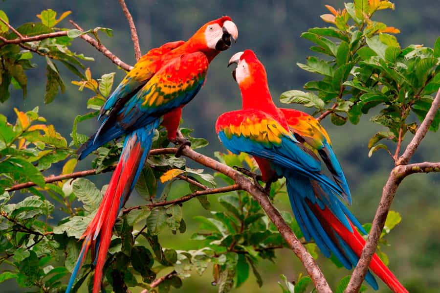 From Cusco: Manu National Park Tour & Accommodation 3 Days - River travel and Machuhuasi Oxbow Lake
