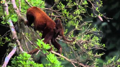 Manu National Park Tour & Accommodation 3 Days