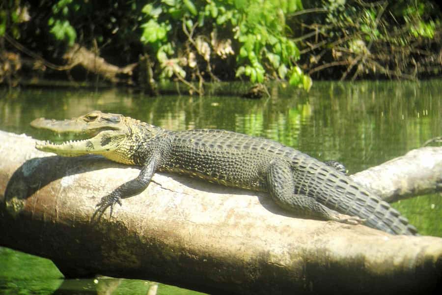 From Cusco: Manu National Park Tour & Accommodation 3 Days - What the third day adds before Cusco