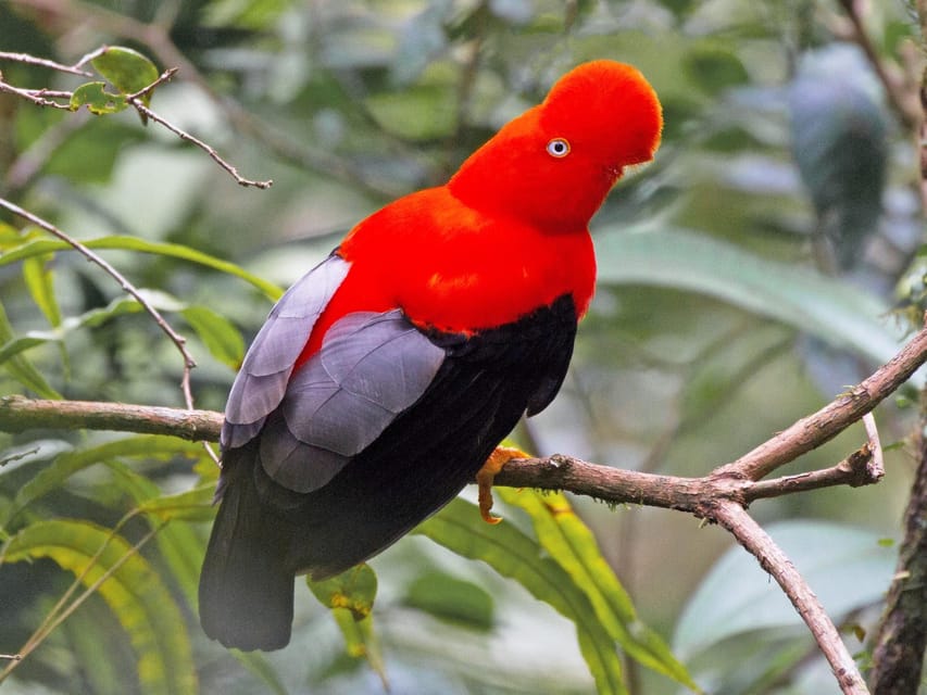 From Cusco: Manu National Park Tour & Accommodation 3 Days - How much value do three days provide?