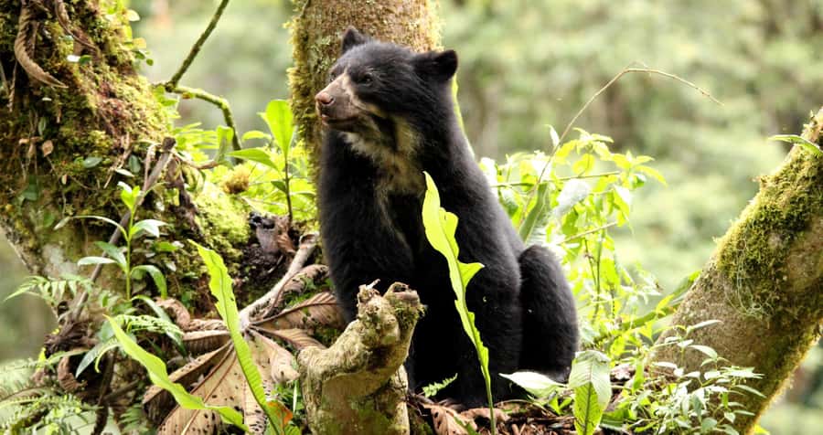 From Cusco: Manu National Park Tour & Accommodation 3 Days - Should you book the 3-day Manu program?