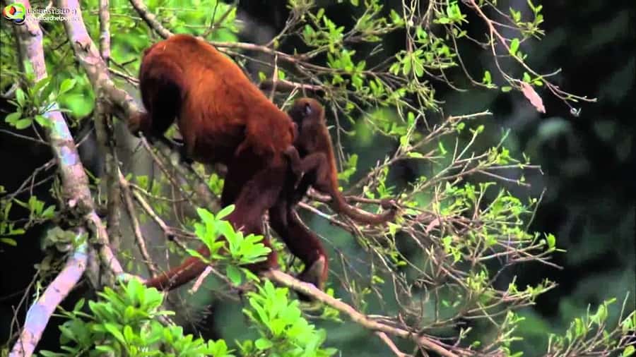 From Cusco: Manu National Park Tour & Accommodation 3 Days - A basic hostel with an active first evening