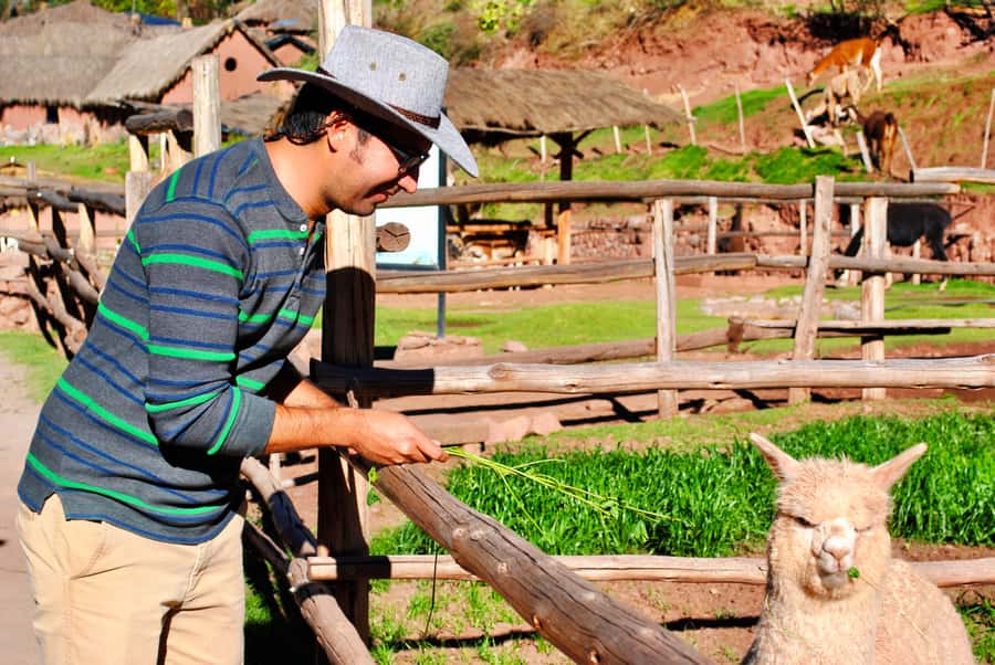 From Cusco: Private Pisac Ruins and Alpaca Farm Day Trip - Key points to know