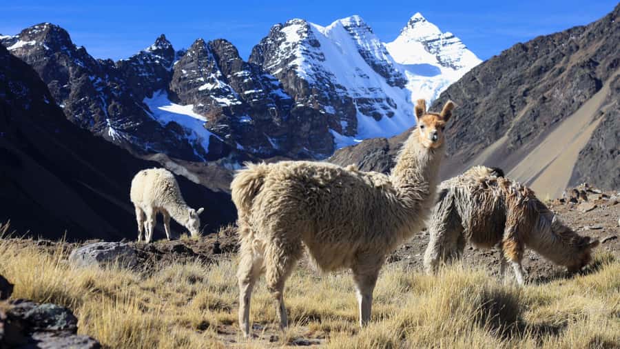 From Cusco: Rainbow Mountain Trek - Reaching Rainbow Mountain at 5,020 meters
