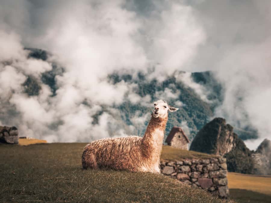 From Cusco: Sacred Valley & Machu Picchu 2-Day Tour by Train - Standard rail or Vistadome 360°
