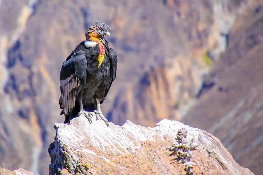 Full-Day Condor Viewpoint & Inca Sites Tour - Limatambo lunch and a change of altitude
