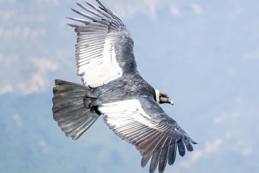 Full-Day Condor Viewpoint & Inca Sites Tour - Why the private format matters on a 12-hour day