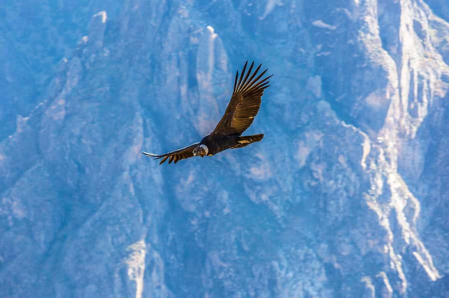 Full-Day Condor Viewpoint & Inca Sites Tour - Who will like this day most