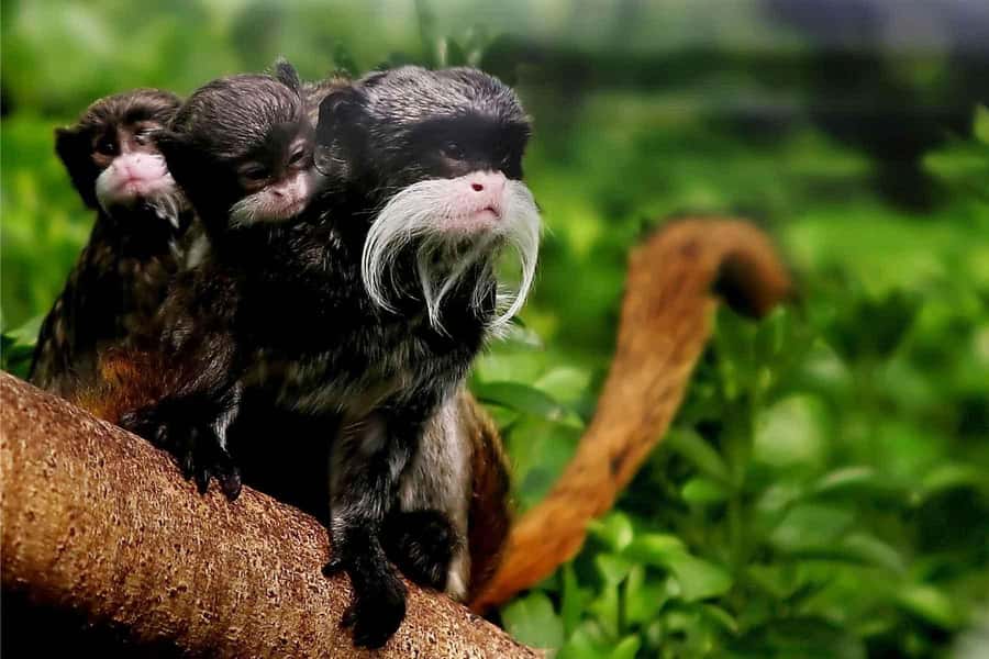 Living Nature from Cusco: 3 Days Manu Jungle all inclusive - What the $390 price really covers
