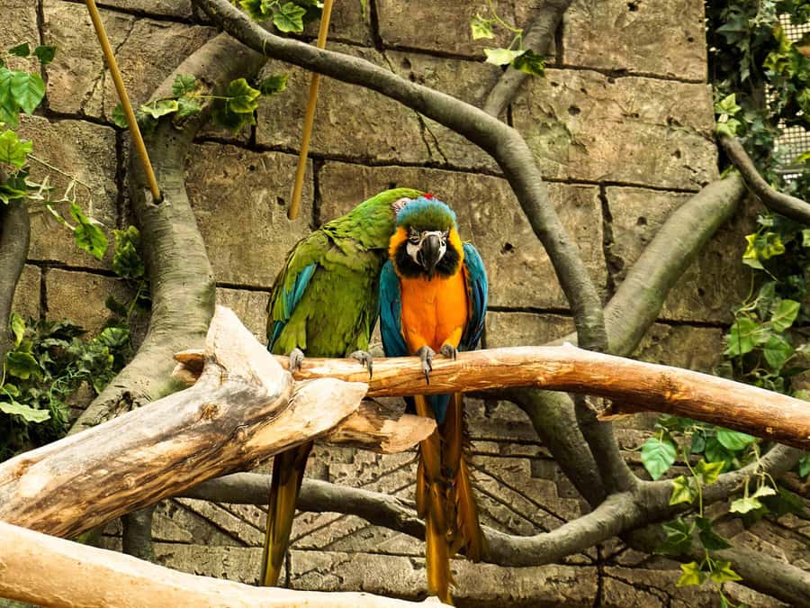 Living Nature from Cusco: 3 Days Manu Jungle all inclusive - The wildlife experience: what you might actually see